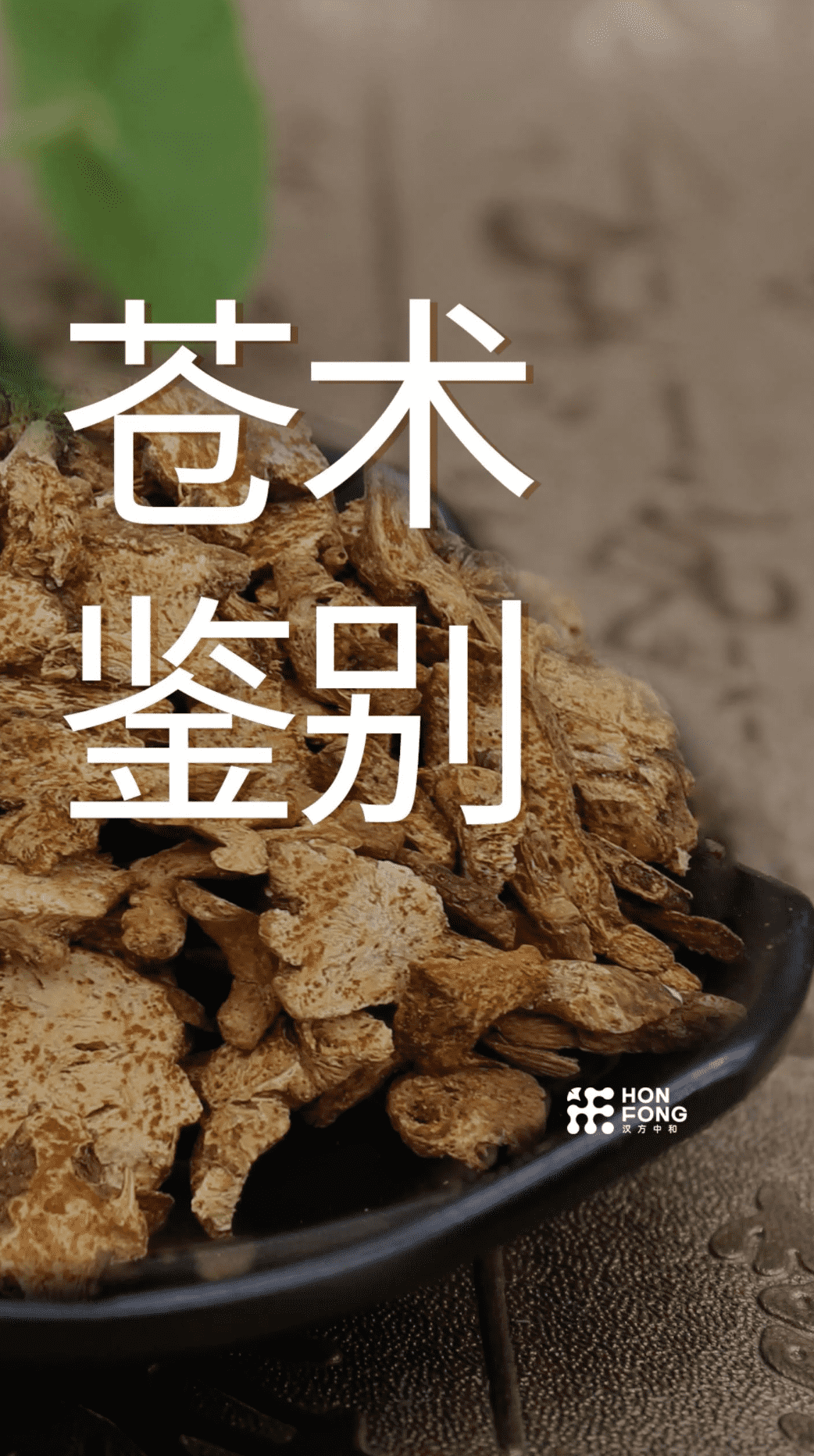 苍术